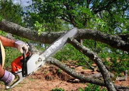 Professional Tree Removal in Craigsville, WV